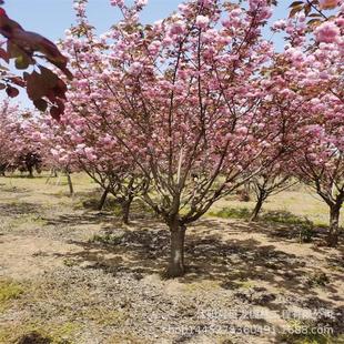 Greening Saplings Grafted with Japanese Late-Sakura Saplings, Japanese Double-Petaled Late-Sakura Saplings, Complete Specifications