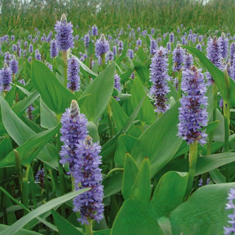 Водная база растений оптом Барракуда трава посажена маленькая чашка большая чашка садового происхождения оптовая искусственная посадка водно-болотных угодий