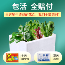 ˮ��ˮ�ݳ�ľֲ������쾰����B�~��ˮ�~�׾Gֲ�������ּ��~�F��