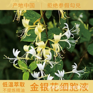 金银花细胞液中国产区面部护理按摩芳疗纯露化妆品原料OEM/ODM