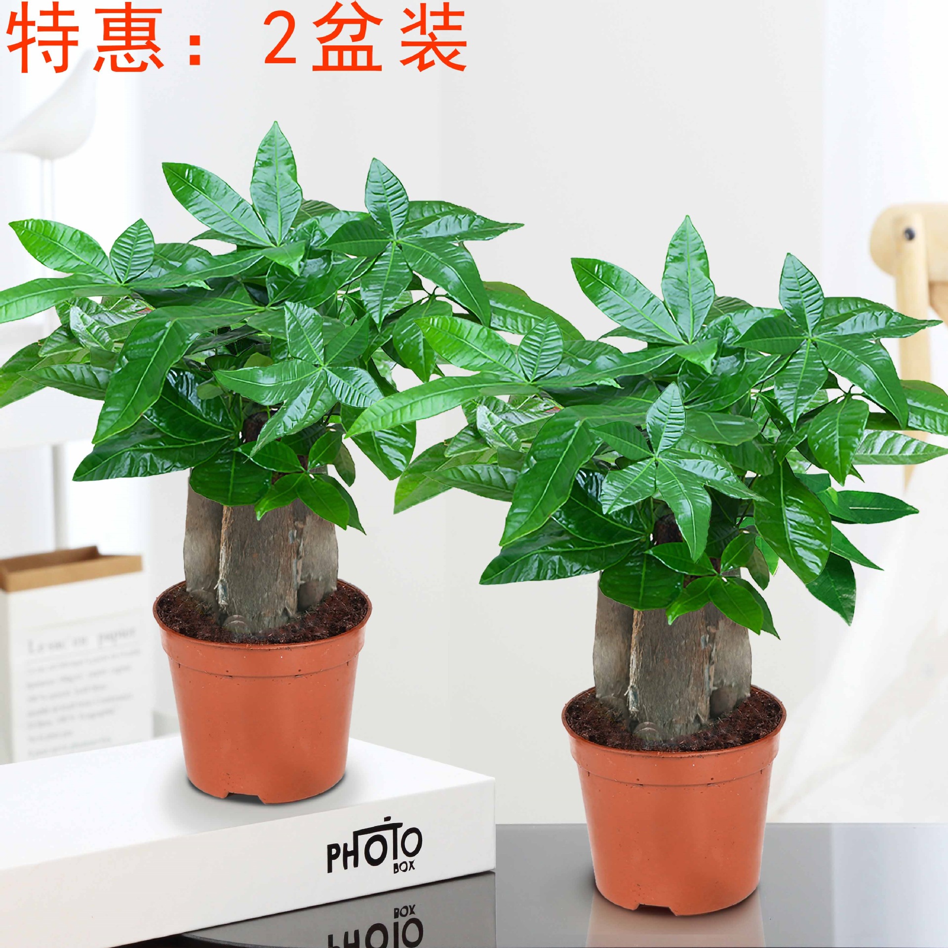 árboles ricos pequeñas plantas de maceta flores verdes plantas de oficina absorción de formaldehído árboles hidropónicos de bambú de lapis verde buena alimentación maceta