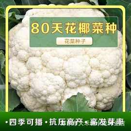 雪妃80种子花椰菜四川有机花菜种籽大全春季四蔬菜孑菜可食用原装