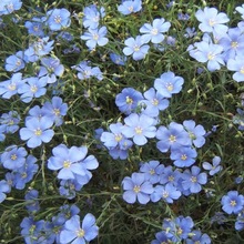 蓝花亚麻种子室外花春季花卉多年生路边矮花种子种籽庭院花籽