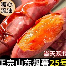 农残检测烟薯25蜜薯糖心红薯红心流油地瓜新鲜农家沙地山芋烤番薯