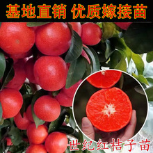 ���o�t���Ә��������ǽ����ϱ����Nֲ�۽���������٘���ɰ������