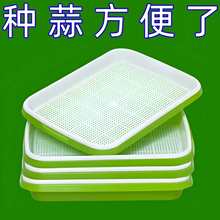 水培蒜苗蒜苗盘种蒜育苗盘种菜盆【能种蒜苗能种芽苗菜】