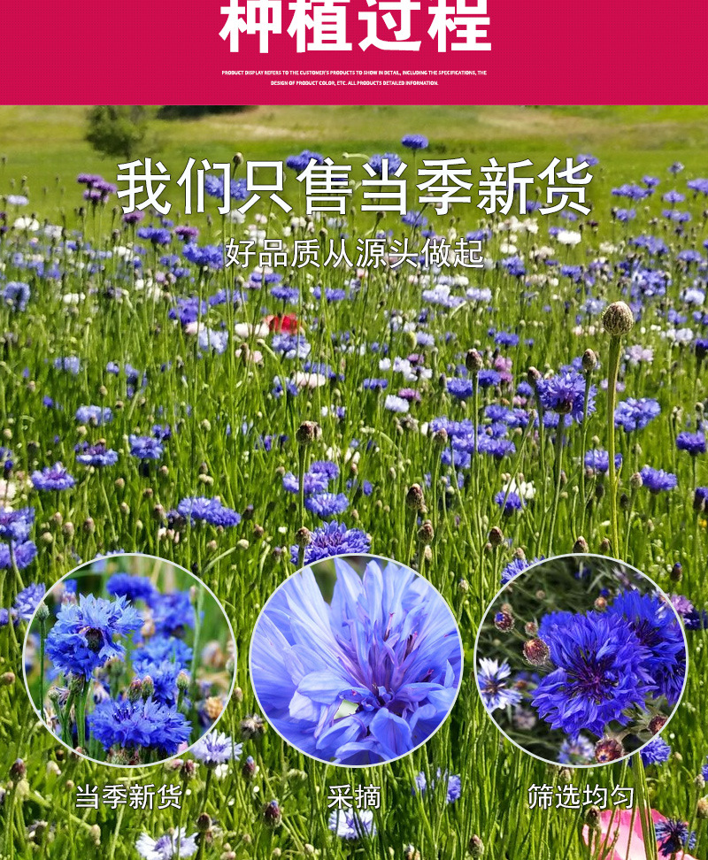 Blue Cornflower Petals (Centaurea cyanus) — Dried Sapphire Cornflower for Herbal Tea & Blends specifications
