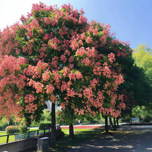 һ�����l�����绨�@���^���е��L������ϱ����ͺ��G��ֲ�ﻨ��