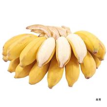 广西农家小米蕉当季新鲜水果整箱自然熟小香蕉皇帝蕉芭蕉年货批发