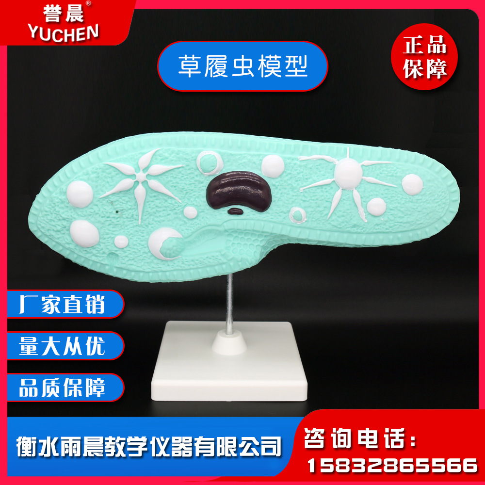33103草履虫模型讲授草履虫的构造时直观教具教学仪器实验室器材