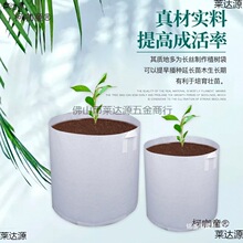 无纺布种植袋成活率透气楼顶花园扦插苗农用蔬菜果蔬果苗种麦太保