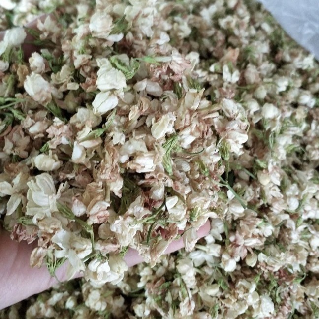 广西南宁横州市茉莉花产地直销，窨过茶叶的茉莉花干