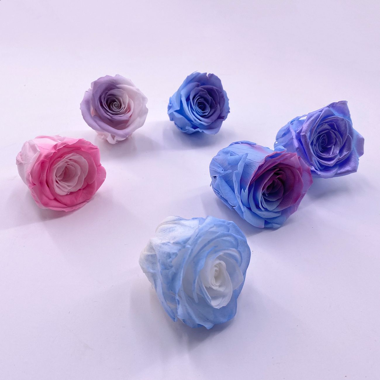 Rosa degradada eterna A+ con efecto degradado de color azul hielo, rosa seca triturada, flor preservada, fabricante de Yunnan, venta al por mayor.