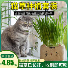猫草已种好种子去毛球清洁口腔猫零食调理肠胃盆栽种植猫咪用品
