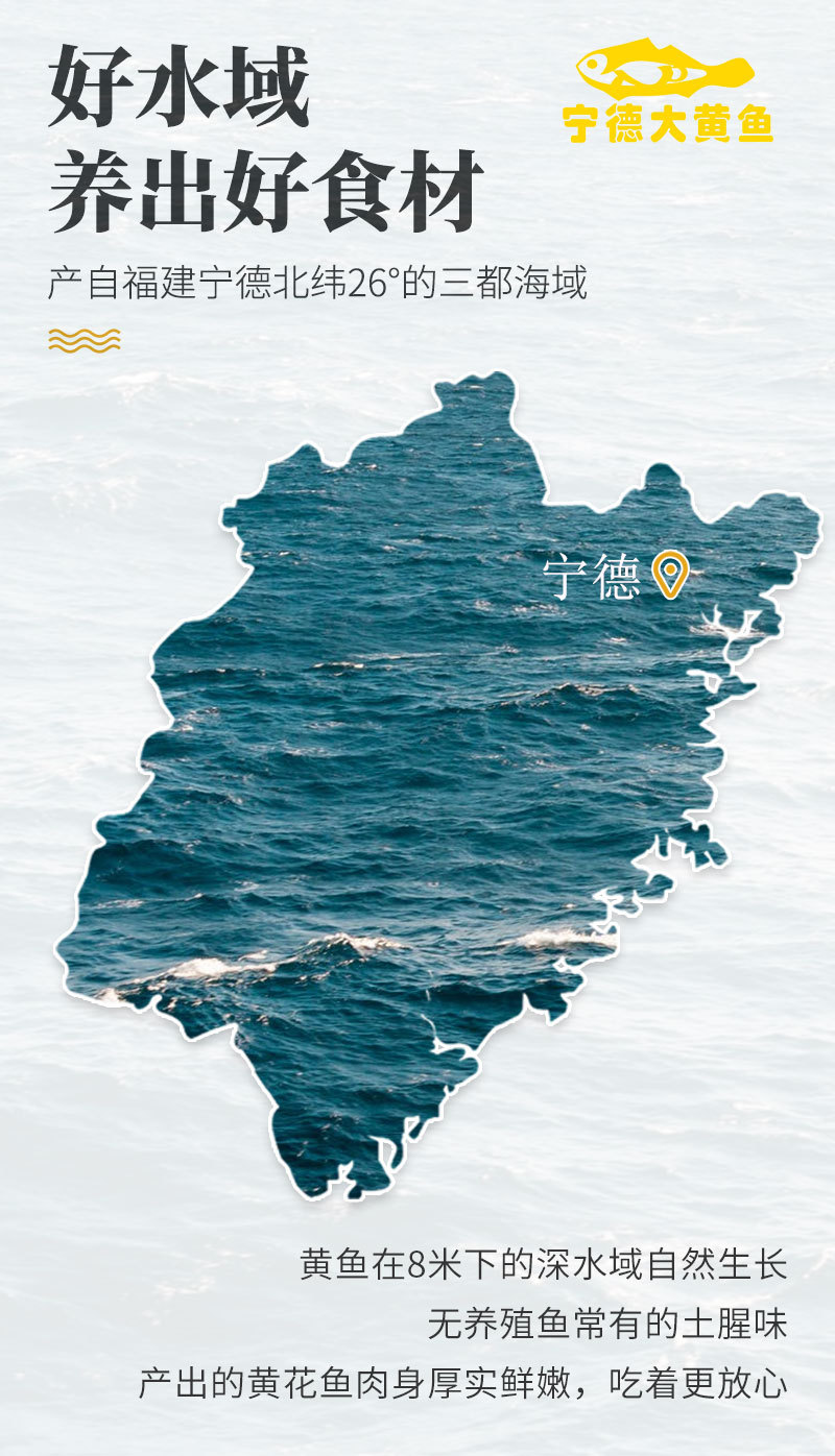 大黄鱼---副本_01