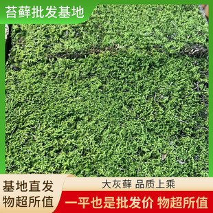 Big Gray Moss Wholesale Moss Moss Plants Fresh Micro Landscape Plants Indoor and Outdoor Moss Zen Landscaping