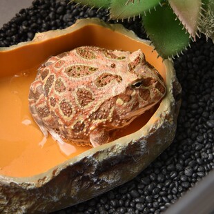 ����ˮ��ʳ��������܌�������������Ѡ�������B���쾰���ö���