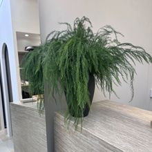 ɭϵ���滨����Gֲ�J������횲ݻ�Y������ˇ�����b廨�쾰