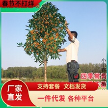 һ�����l�ļ��𻨘�����ͥԺ����ԭ�������҃������԰��µ���