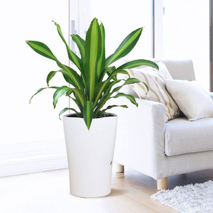 ��߅�����F Ҳ�T�F ����Ѫ�� ,�Gֲ����,�҃Ȼ��� �^�~ֲ������