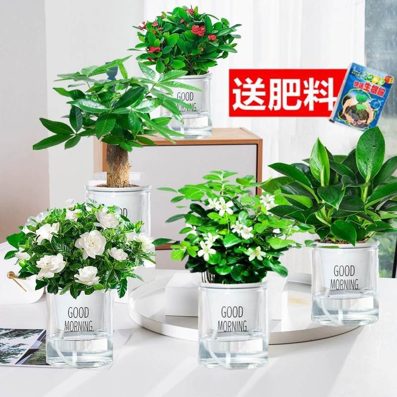 골드 다이아몬드 + 포춘 트리 + 치자 + 무라야 + 티에베고니아 + 굿모닝 화분 5 개 +