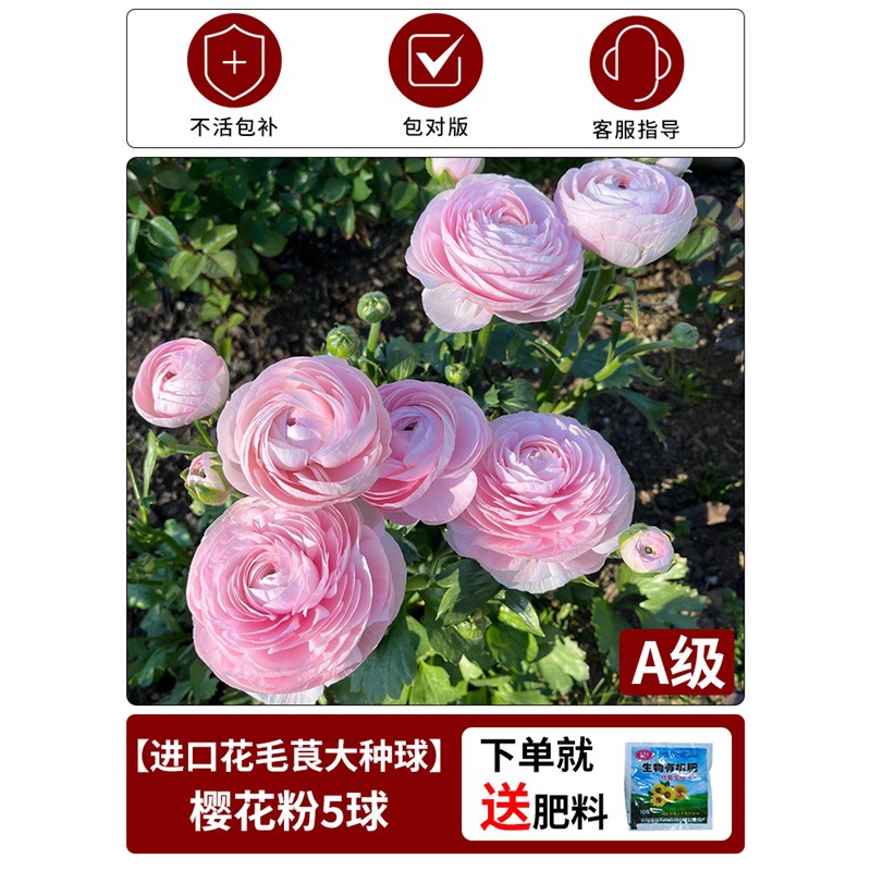 【anemone bulb】sakura pink, 1 bulb