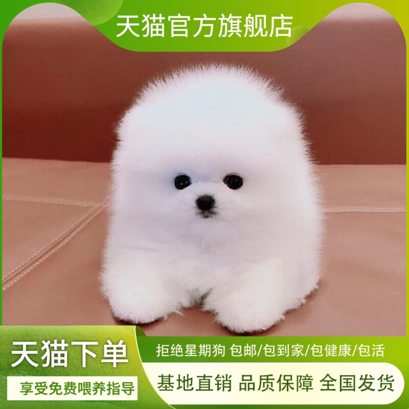 Purebred Pomeranian Puppies, Teacup Dogs, Small and Large Dogs, Live White Pomeranian Dogs, Domestic Pet Dogs, Yellow Pomeranian