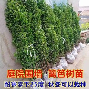 Holly Saplings, Fence Seedlings, Evergreen All Year Round, Courtyard Walls, Walkways, Greening Seedlings, Large-Leaf Evergreen Outdoor Evergreen Seedlings