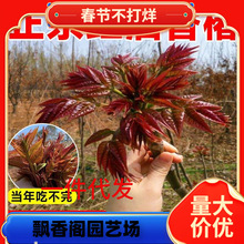 һlt㴻mڰʳ㴺ĴѿϷNֲ