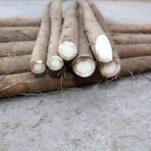 新鲜牛蒡根5斤装年现挖徐州牛榜养生茶原料牛膀批发