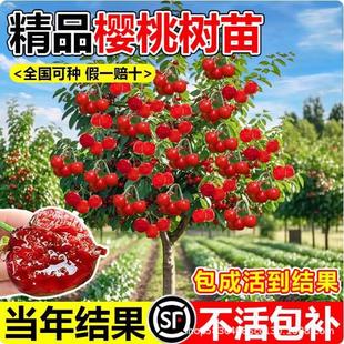 ���ڙ��Ҙ���t�������� ���A�������� ����ͥԺ�ļ��Nֲ����Y��