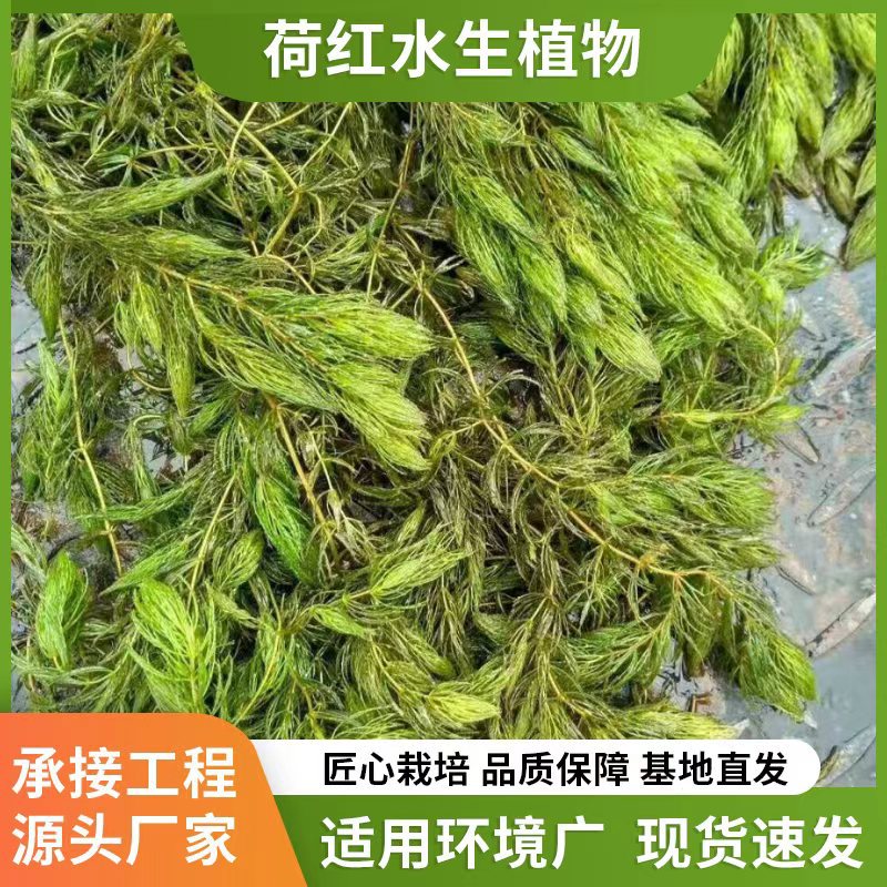 7a7cf7b8dd39c8972b55e7641b6e76