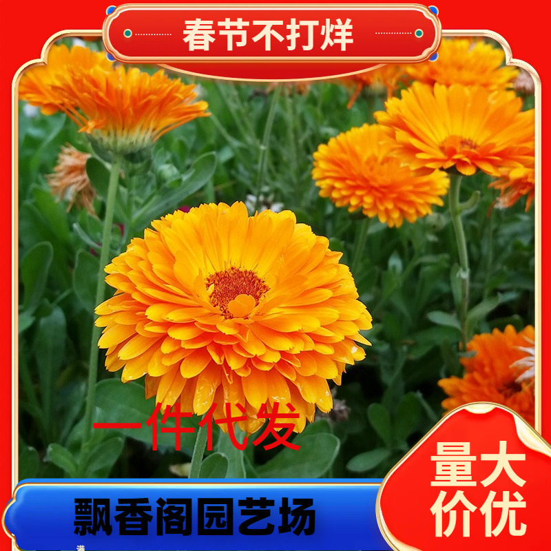 Dropshipping Calendula Seeds Calendula Calendula Is Easy to Grow in All Seasons and Is Easy to Grow in Pots. It Is Cold-Resistant and Cold-Resistant