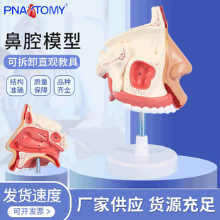 Human Medical Nasal Model Anatomy Ear, Nose and Throat Breathing Model Human Face Anatomy Model Teaching Aids