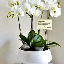 �����m���Ԏ������ﶬ�ͺ����ܾGֲ���k���҃ȿ͏d�̨�ļ��_����