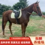 骑乘景区旅游马匹