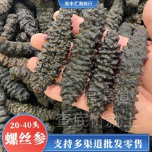 厂家批发大量海味干货20-40头厚肉螺丝参海参营养滋补品泡发好