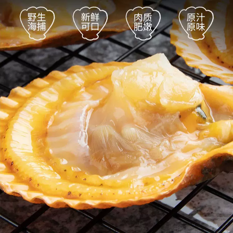 湛江扇贝黄金贝鲜活带壳酒店新鲜海鲜水产贝类自助餐烧烤蒜蓉批发