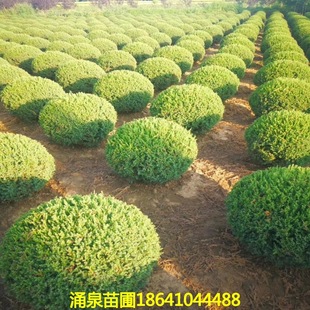 ���Դ����N�۴̰���~���������Ҏ���Rȫ50-2�׹ڷ�����С�^�ֵ�