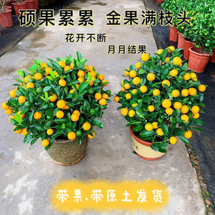 Four-Season Kumquat Saplings Potted with Fruit, Edible Indoor and Outdoor Living Room Green Plants, Balcony New Year's Eve Florals, Cold-Resistant and Easy to Live