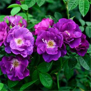 ���羳��؛���󻨝����¼����{ɫ�������ٱ��ͺ��̨ͥԺ���Ի���