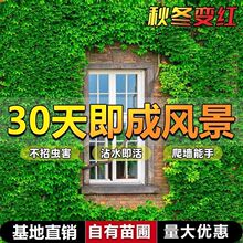 ��ɽ����ֲ��������Ԯ���������ٴ����߲����ͥԺ�ͺ��ļ�