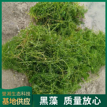 黑藻 轮叶黑藻轮叶黑藻芽孢净化水质包种植养护水生植物净化水质