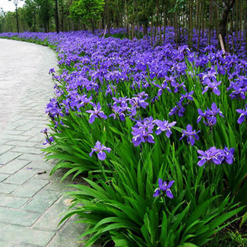 Semillas de flores, semillas de flores.