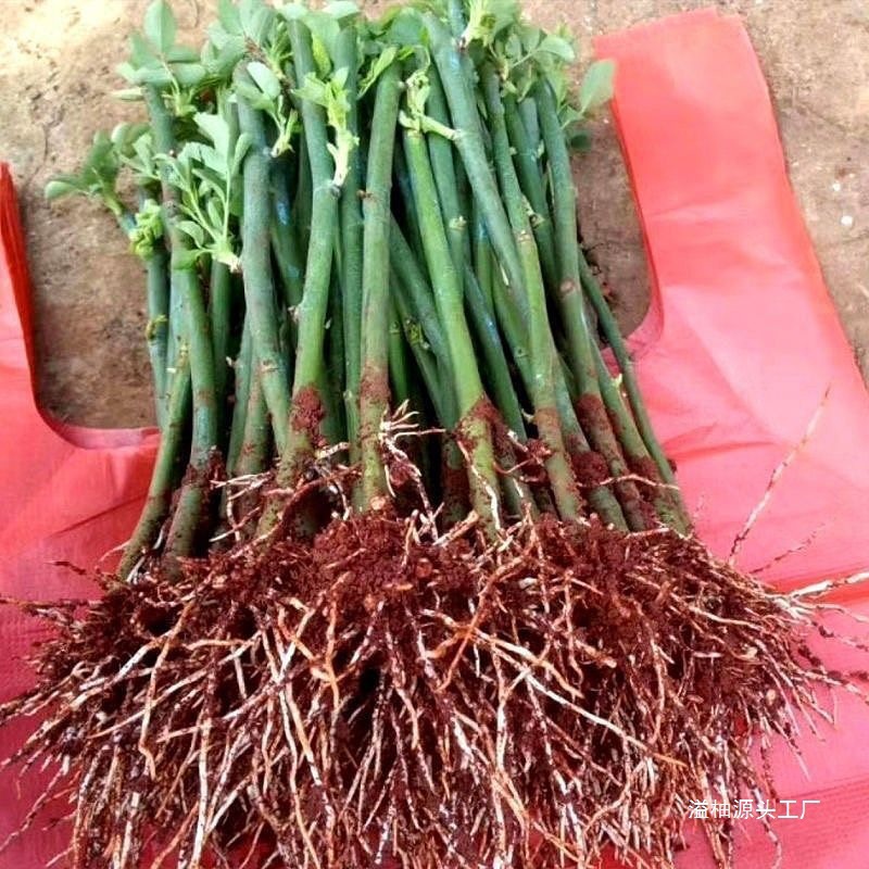 云南直发无刺蔷薇花苗爬藤月季四季开花藤本花卉阳台盆栽大花溢柚