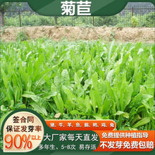 高產量高蛋白牧草種子四季播菊苣種子雞鴨鵝馬牛羊綠色飼料草籽
