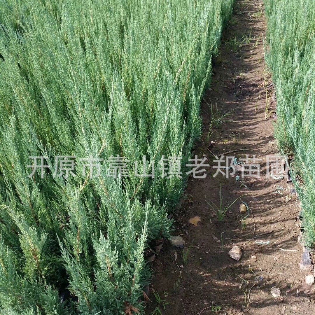 批发偃柏雁柏树苗容器苗偃柏球工程苗内蒙古黑龙江吉林偃柏绿篱苗