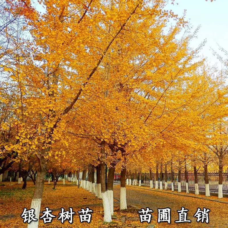Оптовая рассада гинкго Зеленые саженцы рассада гинкго Серебряный абрикос саженцы полные спецификации
