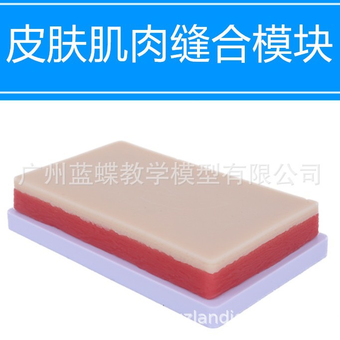 ���������ϰģ��ģ�� ���ѵ��Ƥ���轺ģ�� �轺���ģ�� ҽѧ