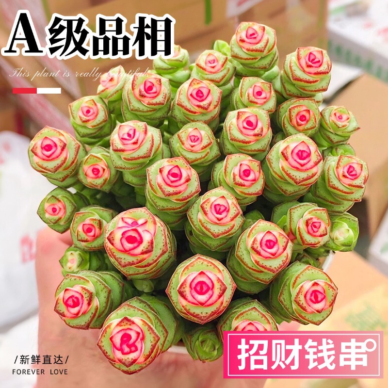 Money String Succulent Bonsai Office Desktop Potted Plant with Multiple Heads, Fresh and Easy to Care For, Attracts Wealth and Prosperity, Green Plant for Home